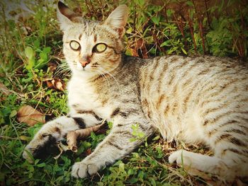 Portrait of cat sitting on grass