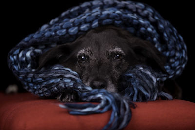 Close-up portrait of a dog