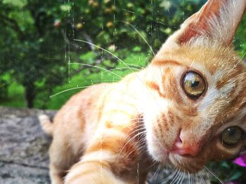 Close-up portrait of cat