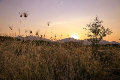 Scenic view of wheat field against sky at sunset