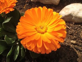 Close-up of yellow flower