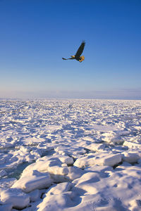 Seagull flying over snow covered landscape