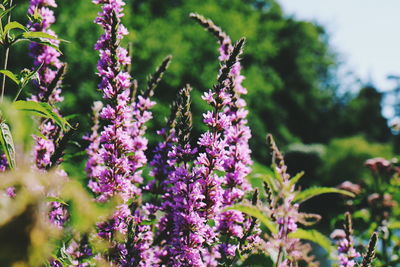 Close-up of fresh purple flowers blooming in garden