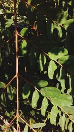 Full frame shot of leaves on plant