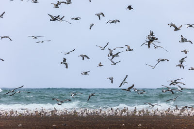 Silhouette birds flying over sea