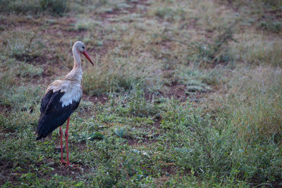 Bird perching on a field