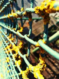 Close-up of yellow flowering plants on metal fence