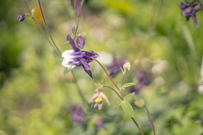 plant