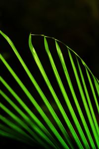 Close-up of palm leaf