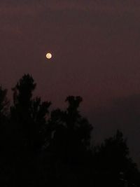 Low angle view of silhouette trees against sky at night