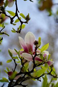 Close-up of pink flowering plant
