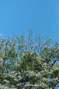 Low angle view of flowering plants against clear blue sky