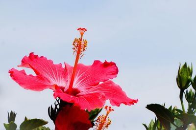 Close-up of pink flowers