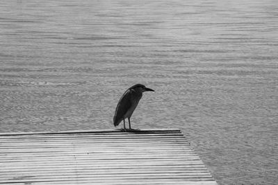 Bird perching on pier p/b