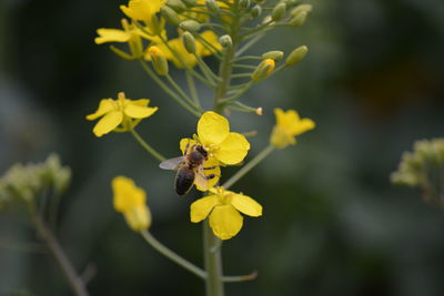 Close-up of bee perching on yellow flower