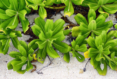 High angle view of small plant growing on field