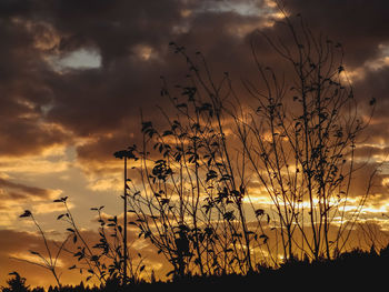 Low angle view of silhouette plants on field against dramatic sky