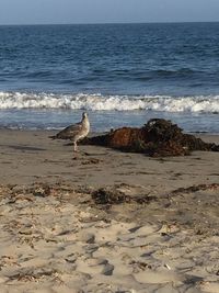 Seagull on a beach