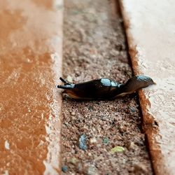 Close-up of insect on retaining wall