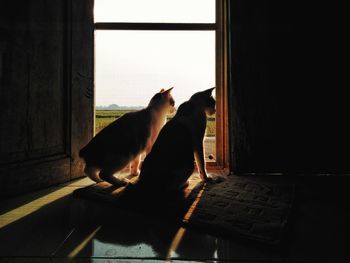 Cat sitting on window