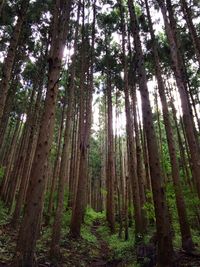 Low angle view of trees in forest