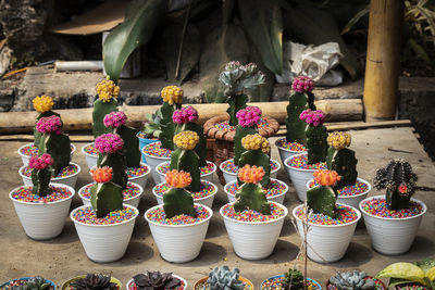 Potted plants at market stall