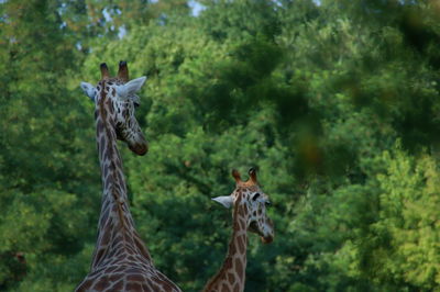 Two giraffes in a forest