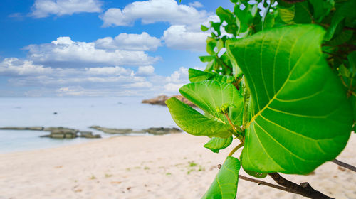 Close-up of plant growing on beach