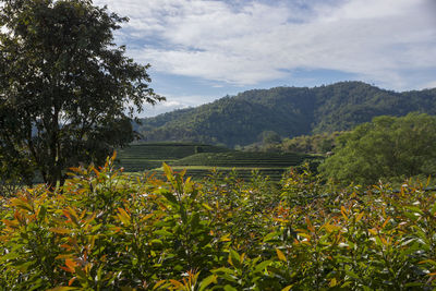 Scenic view of agricultural field against sky