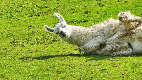 View of a dog on field