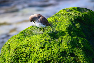 Close-up of bird perching on a plant