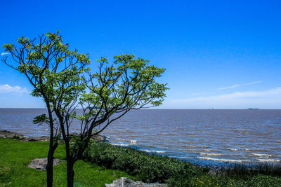 Tree by sea against clear blue sky