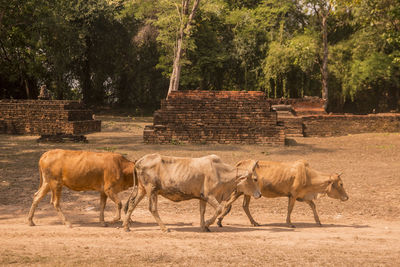 Horses in a field