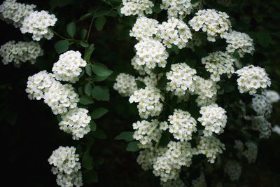 Close-up of white flowers blooming outdoors