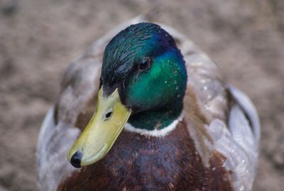 Close-up portrait of a bird