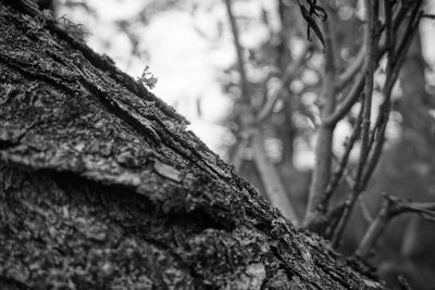 Close-up of moss on tree trunk