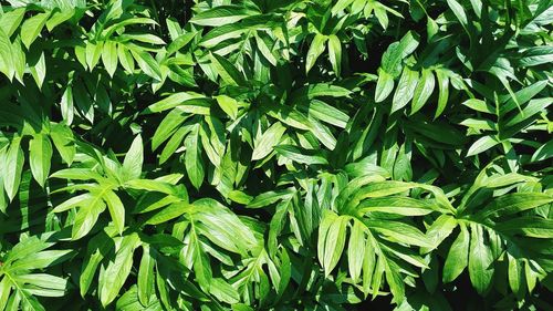 Full frame shot of fresh green plants