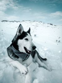 Dog in snow