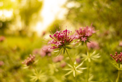 Close-up of pink flowering plant