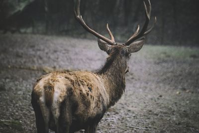 Close-up of deer standing outdoors