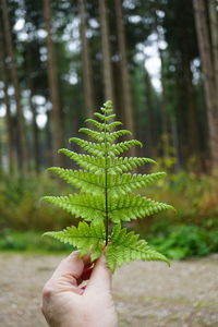 Cropped hand of person holding plant