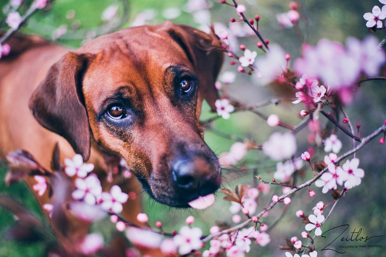 CLOSE-UP OF A DOG