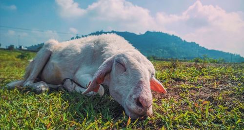 Close-up of goat sleeping on grassy field