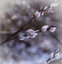 Close-up of white flowers on branch