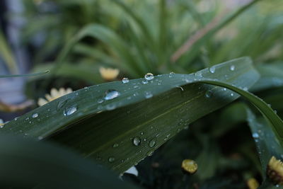 Close-up of water drops on leaf