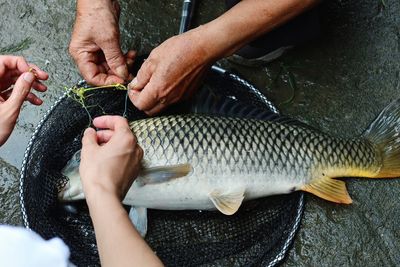 Cropped hand of man holding fish