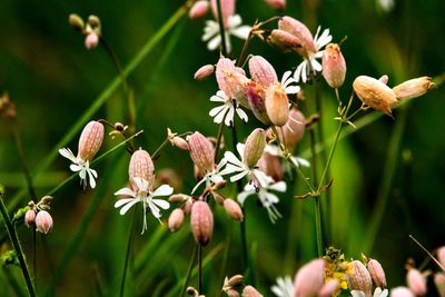 Close-up of pink flowering plant