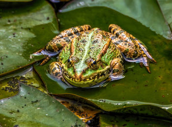 Close-up of frog