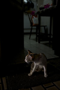 High angle view of cat at home