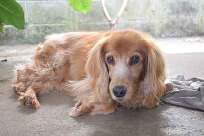 Close-up portrait of dog